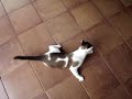 herculandia - brincando com o gato