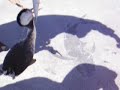 Fishing Mackerel