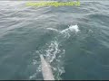 PNG Jun 06 -Port Moresby, Dolphins , Lion Island