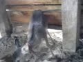 tambaca venadito en la col. obrera