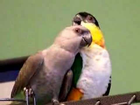 Red Bellied Parrot and Blackcap Caique Playing 3