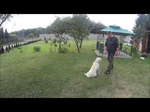 Labrador Retriever- szkolenie z klikerem