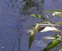 CARP Unknown Oxfordshire part 3