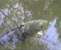 CARP Unknown Oxfordshire part 3