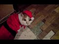 Chat du pere noel avant la tournée des cadeaux Chat du pere noel avant la tournée des cadeaux