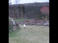 Kiks og tricks xD