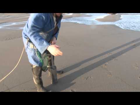 how to harvest clams in nc