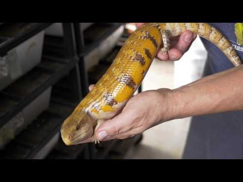 YouTube reptile video