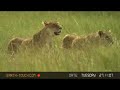 Lionesses follow zebra herd Lionesses follow zebra herd