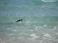 Pinguins em Cabo Frio
