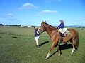 World's biggest pony 3