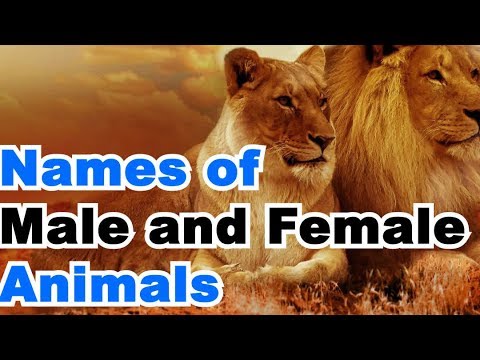 Male and Female of Animals Called in English