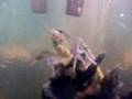 'Gimpy' the Blue Crayfish