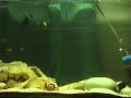 albertabadicio Tropheus Duboisi tank