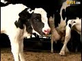 Triplet Calves Take First Steps