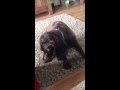 Dog falls asleep sitting up and then falls over