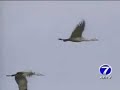 Sandhill Cranes Make Nebraska Stop