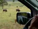 Bison Jam