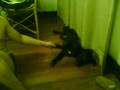 My dog