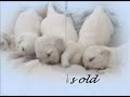 Snow Angel Kennel presents \