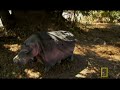 Brady Barr Pretends to be a Hippo