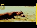 Brady Barr Pretends to be a Hippo