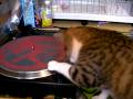猫爪スクラッチ１日目 The Cat's Nail Sctratch DJ Training [the 1st day]