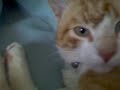 sweet lil camui chan sweet lil camui chan