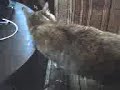 Video Blog Entry 4/20