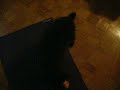 Miles doing yoga