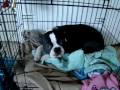 Bubu, the boston terrier, MAKE A BIG MESS