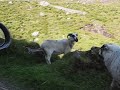 County Kerry, Kerry Highlands GO AWAY-SHEEP!