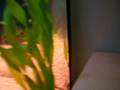 videos de goldfish tank update
