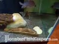 Tank_by_Rayman45 - MonsterFishKeepers.com