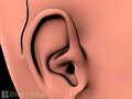 ent cochlea implant medical 3d animation education