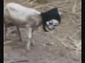 The Horror Sheep