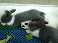 MOO~ BABY RABBIT