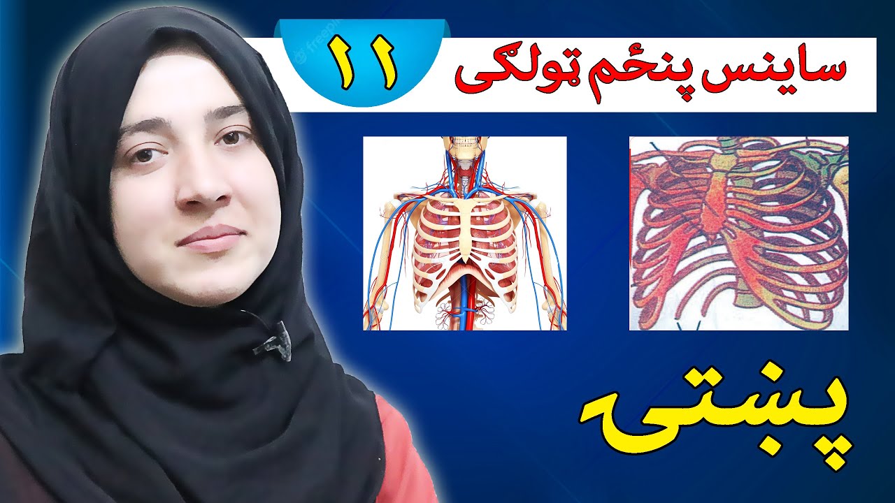 Class 5 - Science | Sternum Ribs | What are the functions of the sternal gears?