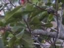 Inaudible Egrets
