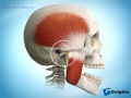 Healthy TMJ and Muscle Function