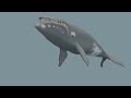 Maya Right Whale Animation Loop