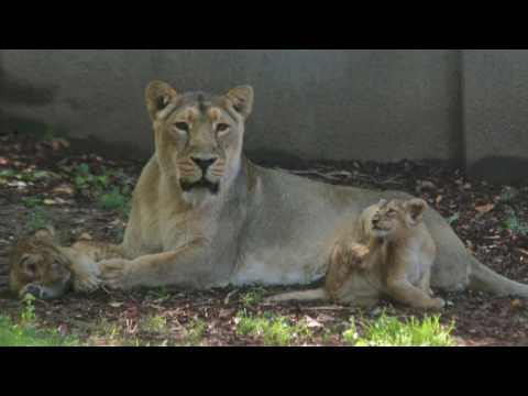 asian lion