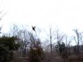 videos de Pheasant Hunting With Fergs Bird being blown to bits.wmv