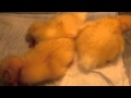 Ducklings falling asleep