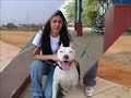 Los APBT Zulia instinto y lealtad