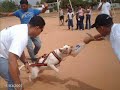 los apbt zulia instinto y lealtad