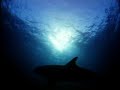 dolphins  imax® trailer    music by sting