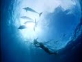 dolphins  imax® trailer    music by sting