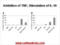 Immune Modulation by Bone Marrow Mesenchymal Stem Cells