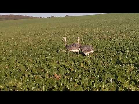 Nandus - Mecklenburg-Vorpommern - Herbst 2017 - Teil 2